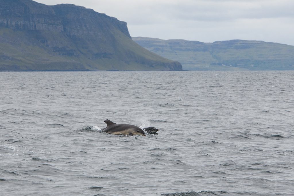 Delfine auf der Überfahrt nach Lunga