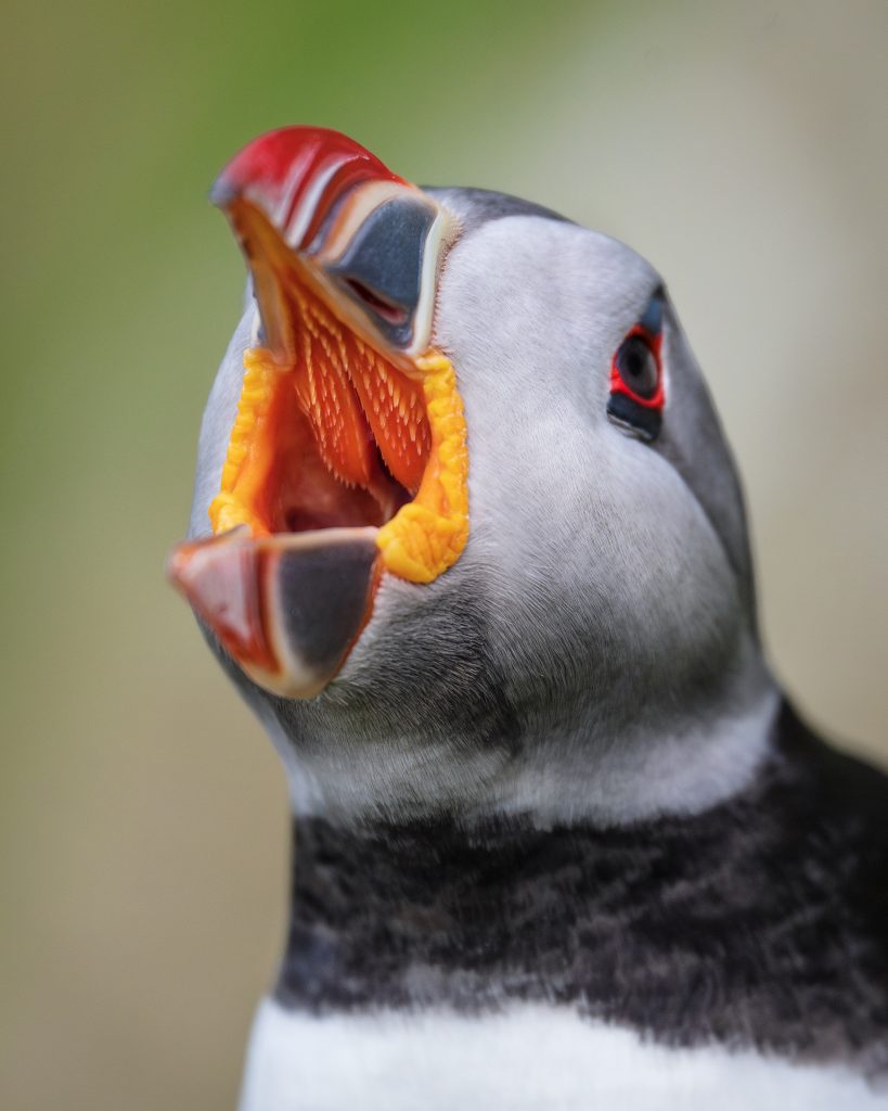Puffin palate