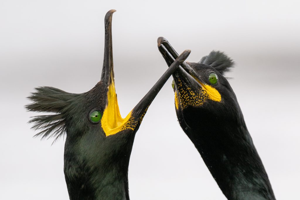 Shag calling