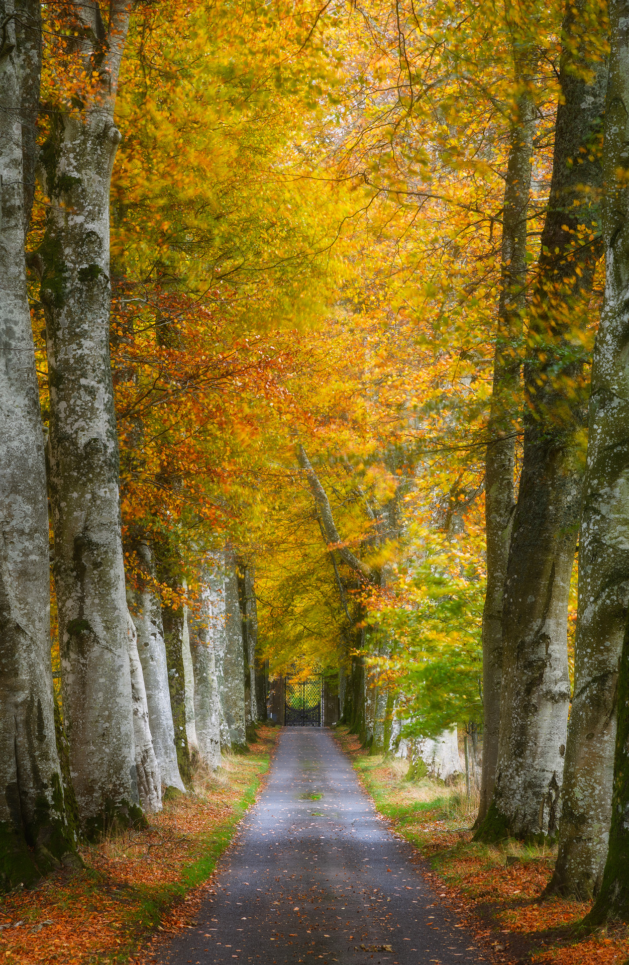 Herbst Zwielicht, Drummond Castle, Crieff