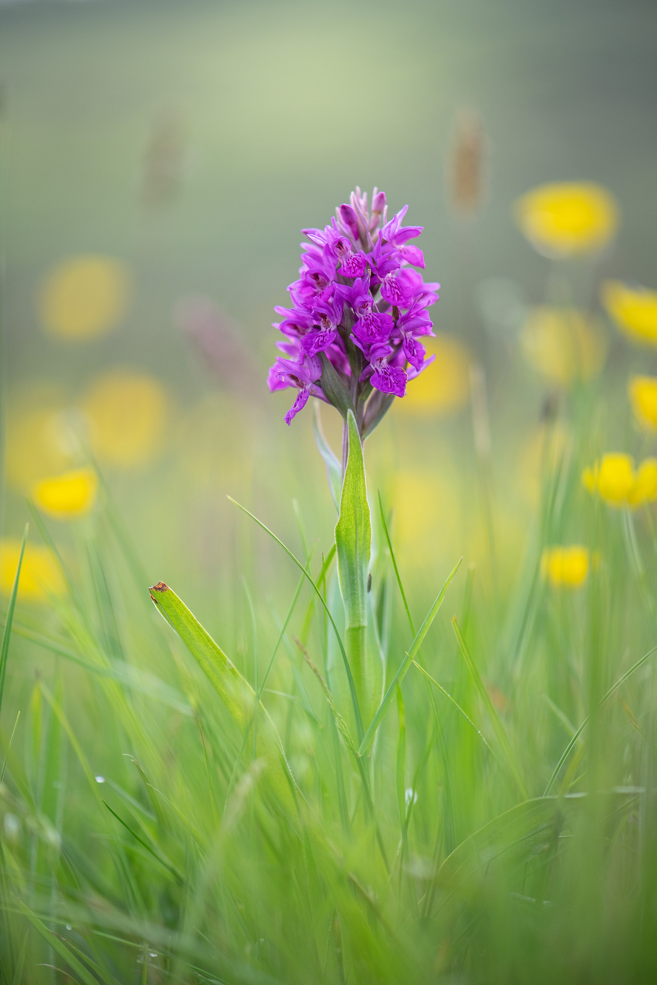 Wilde Orchideen sind im Juni zahlreich
