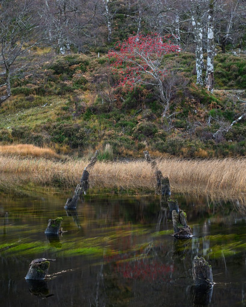 Autumn colours, Torridon