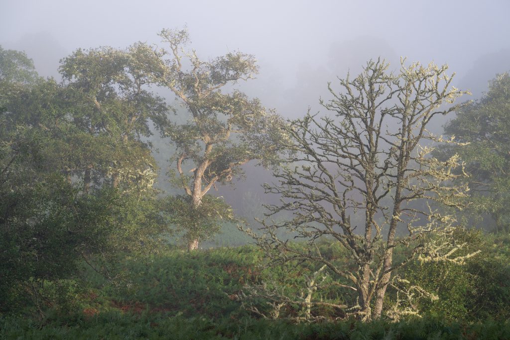 Camisky mist, Glencoe Fotoreise