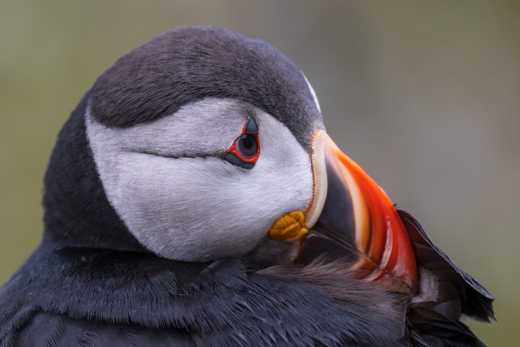 Puffin Portrait, Lunga
