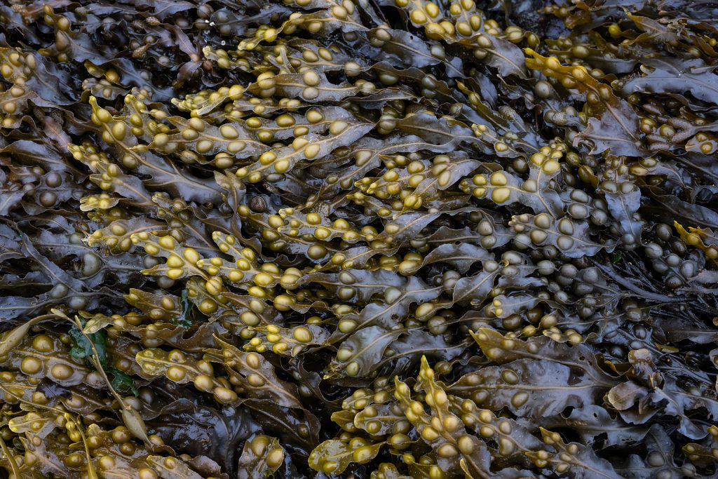 Seaweed detail, Mull