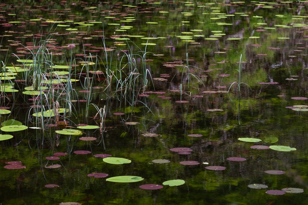 Lillypad, Isle of Arran