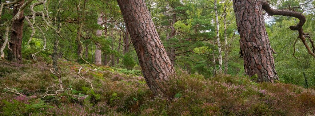 Caledonischer Kiefernwald