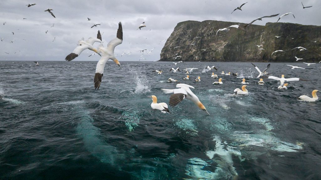 Basstölpel beim Fischen
