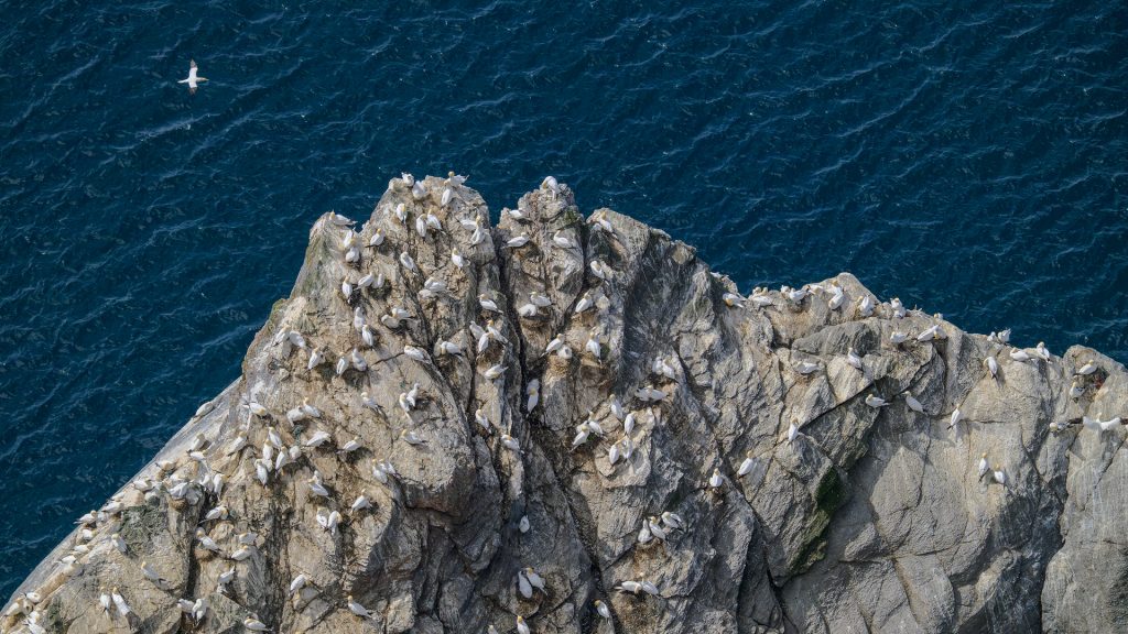 Gannets auf den Klippen bei Hermaness