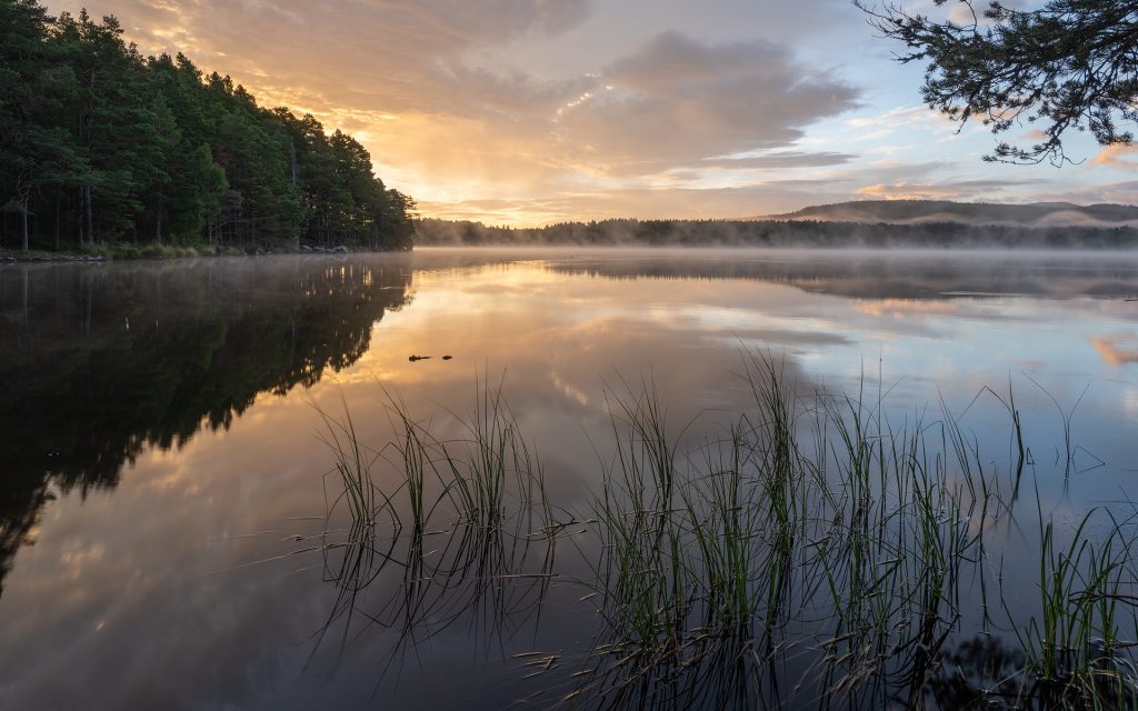 Loch Garten frühe Morgenstimmung