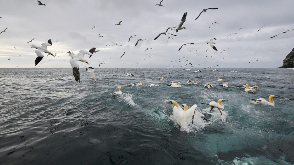 Baßtölpel vor der Insel Noss