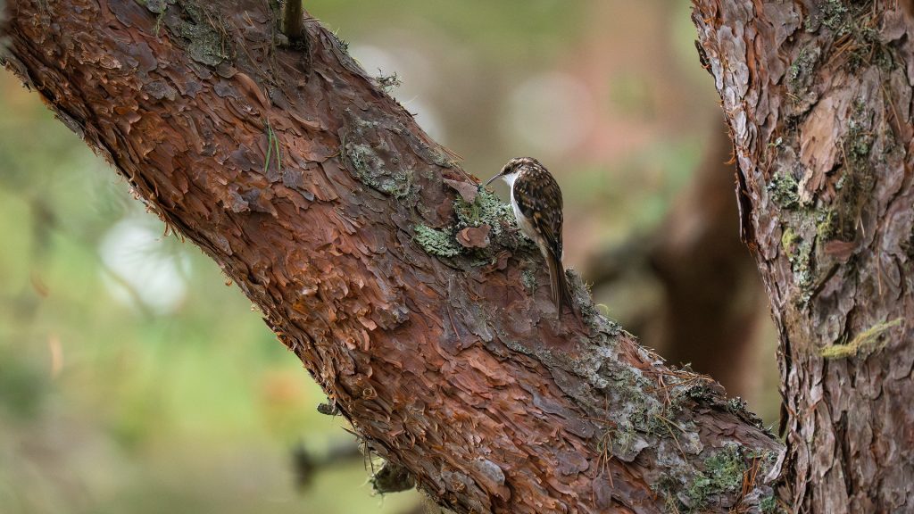 Baumläufer, Cairngorms