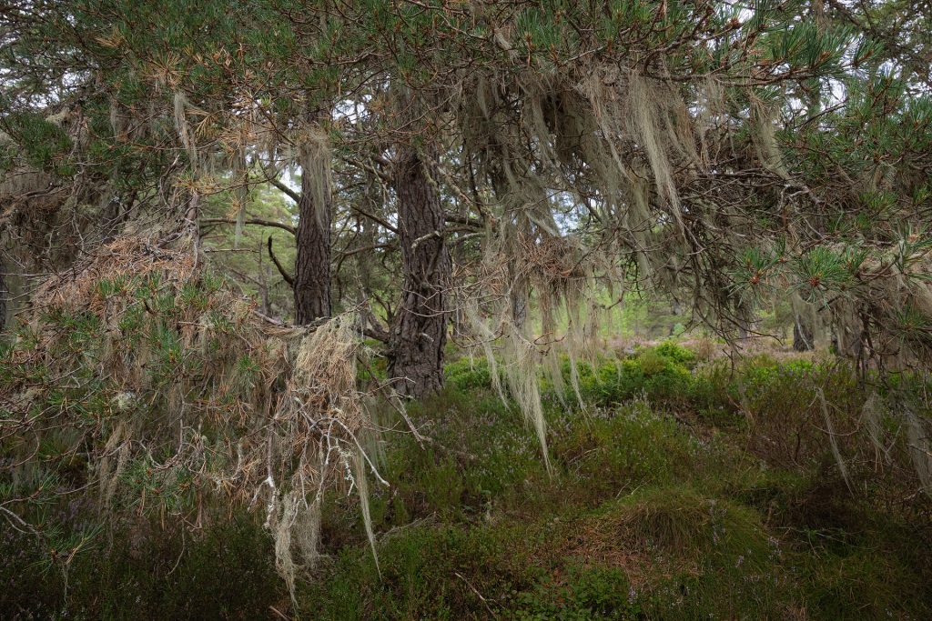 Cairngorms Flechten