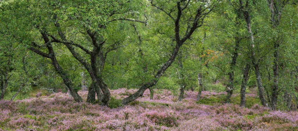 Heidewald im Glen Tromie