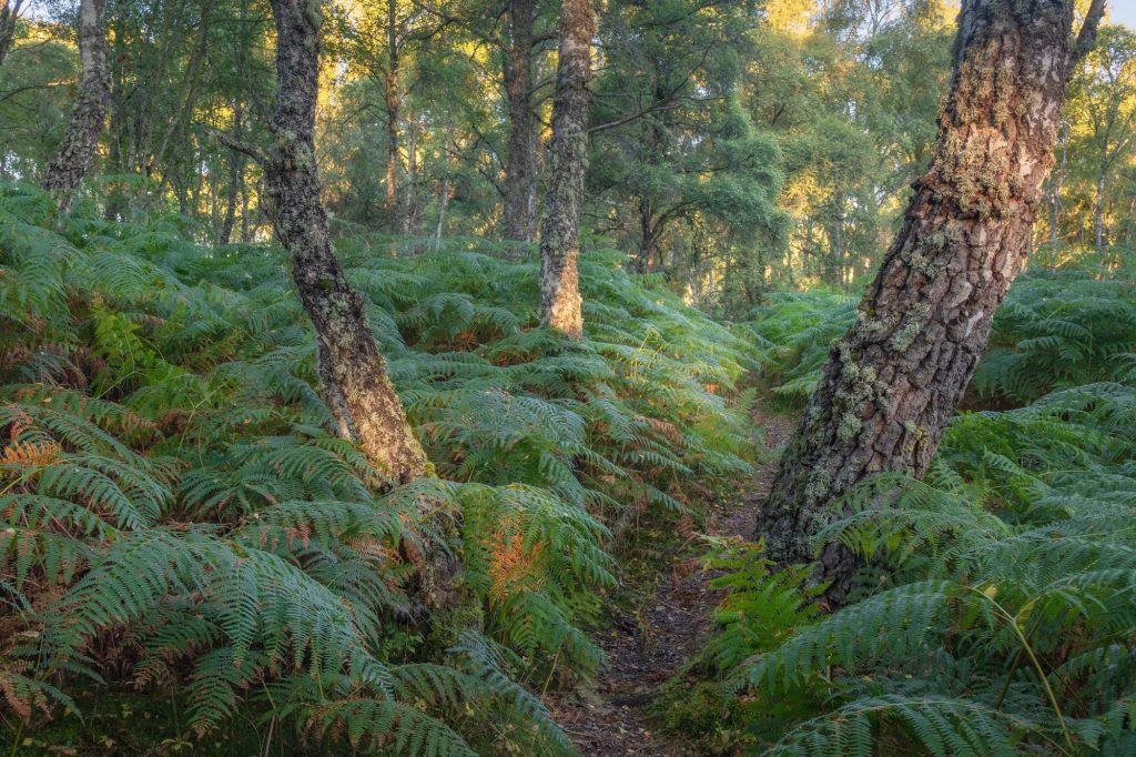 Unterholz im Morgenlicht