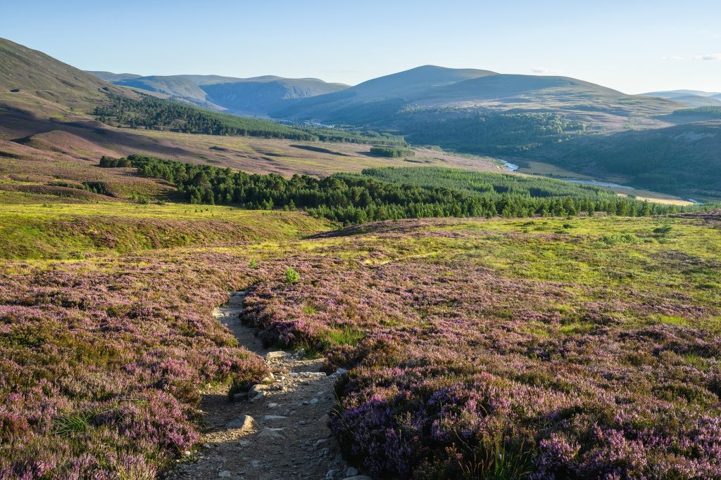 Blick ins Glen Feshie Tal