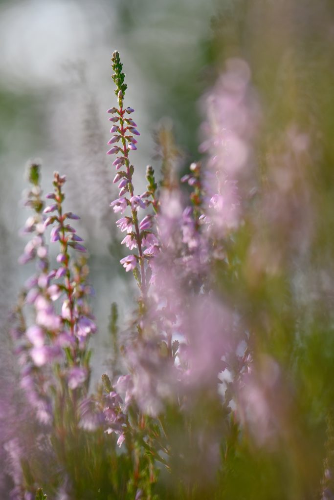 Heideblüte