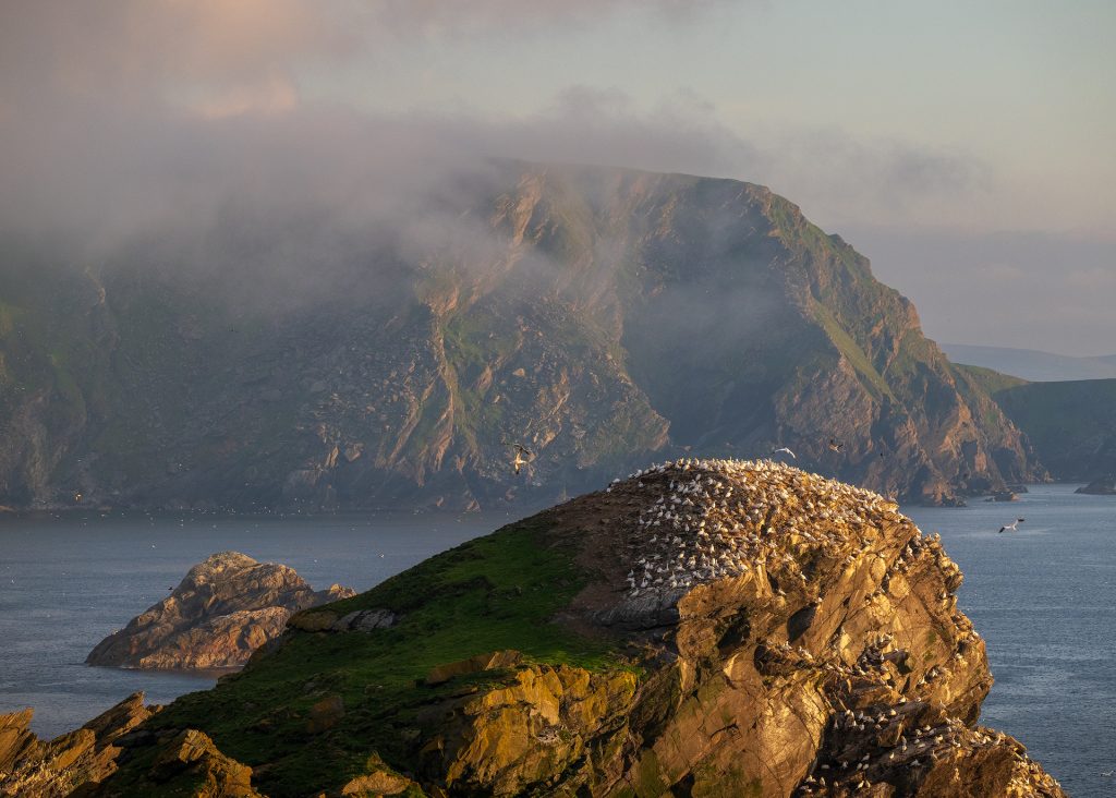 Abendnebel Hermaness