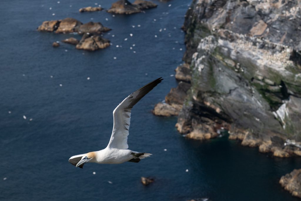 Basstölpel im Flug