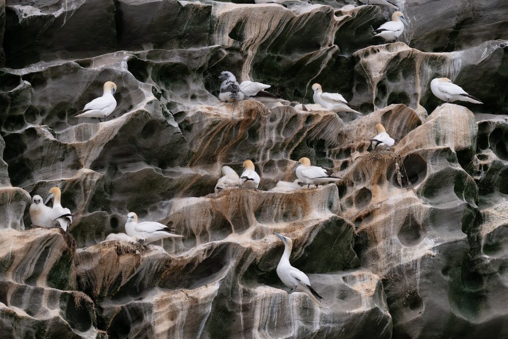 Bizarre Klippen von Noss