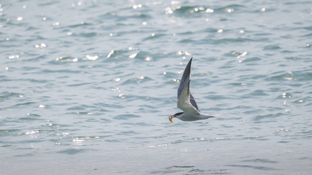 Küstenseeschwalbe mit Fisch