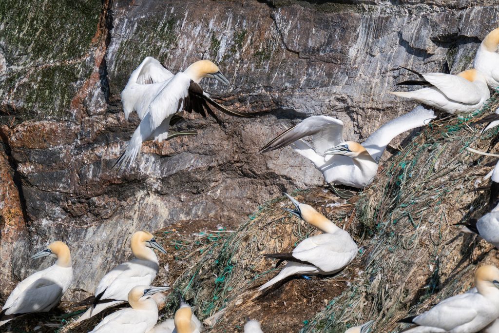 Plastikmüll im Nest