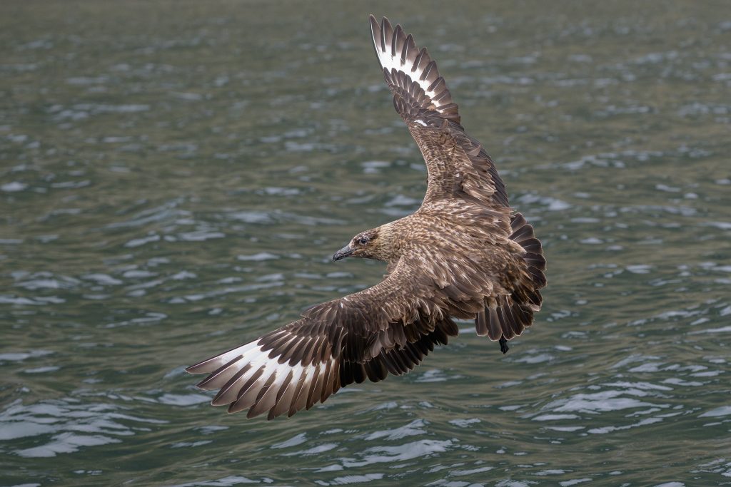 Schmarotzerraubmöve