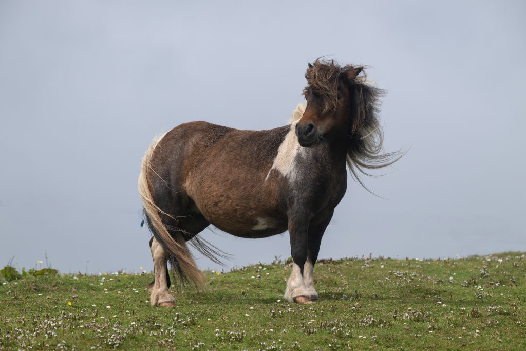 Shetland Pony