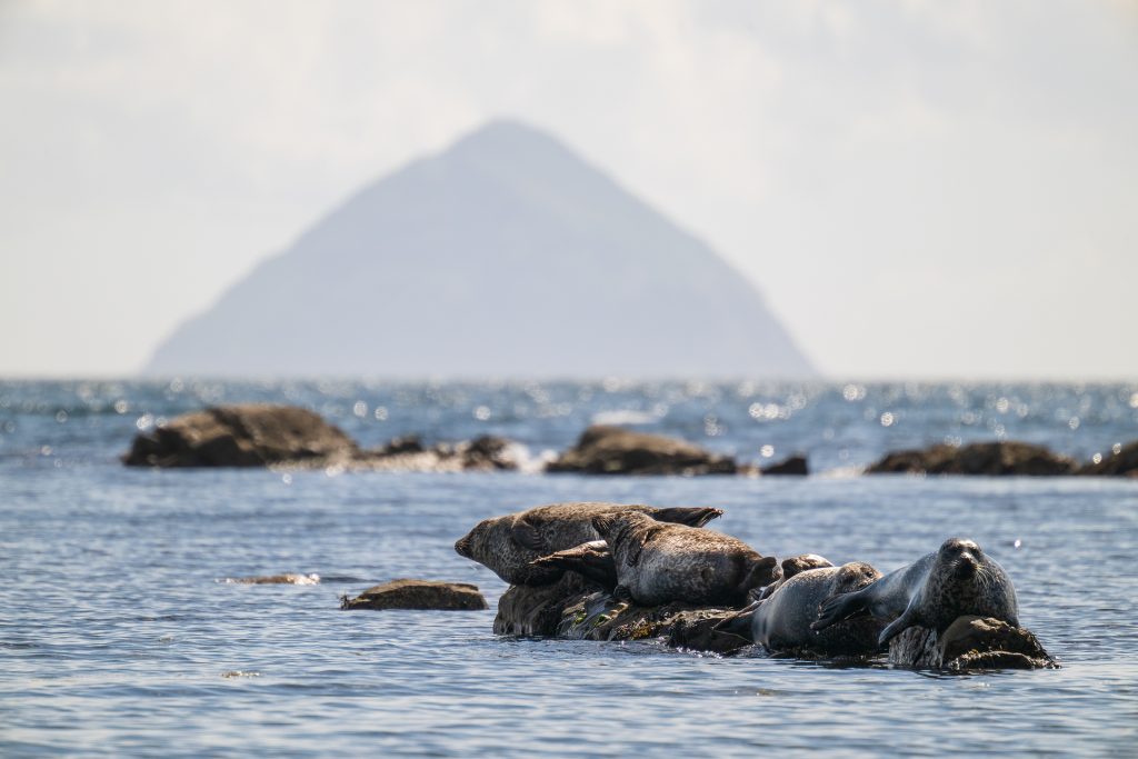 Seals, Ailsa Craig