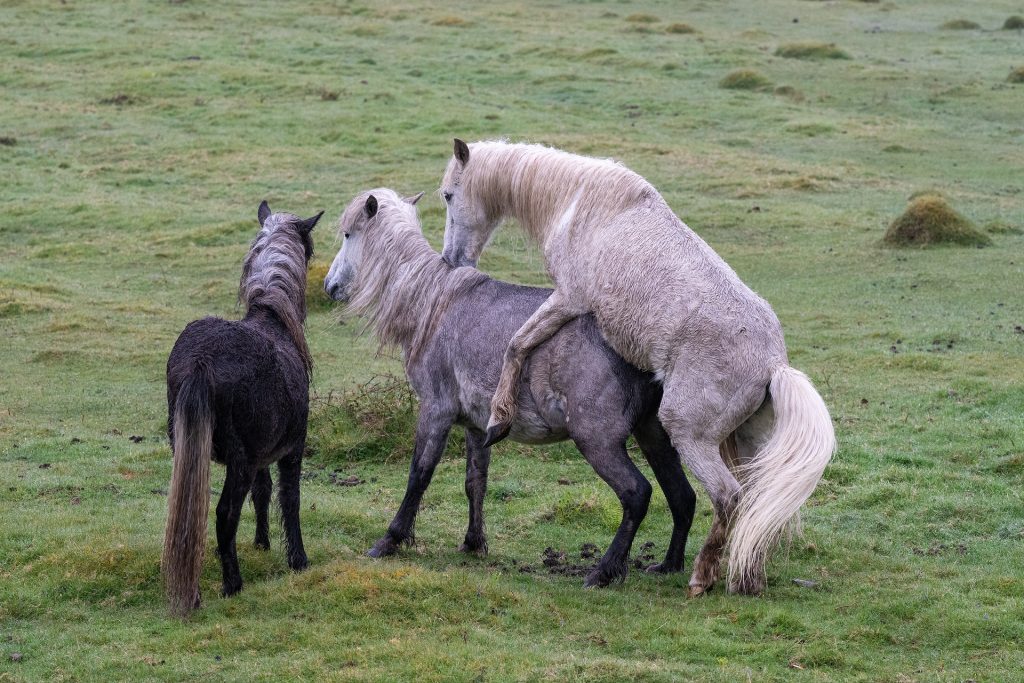 New Eriskay Pony in the making, Holy Isle
