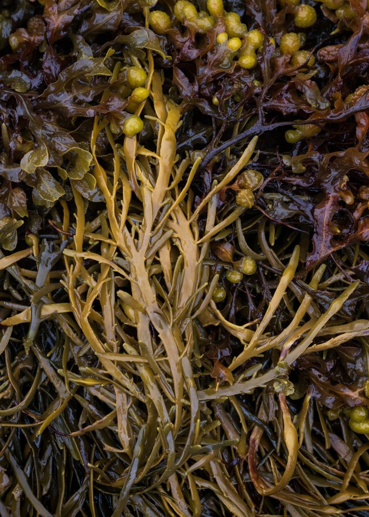 Seaweed abstract