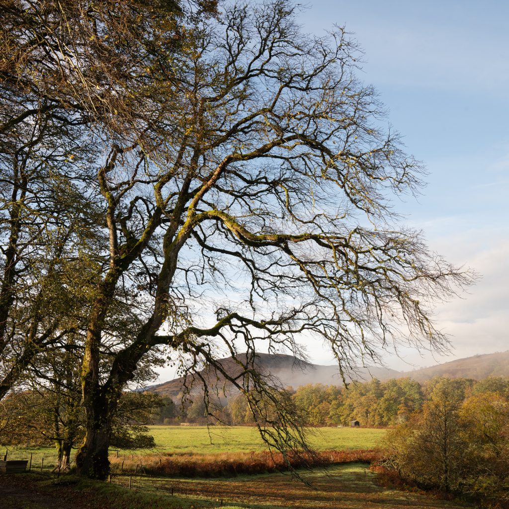 Beech in Morning Light
