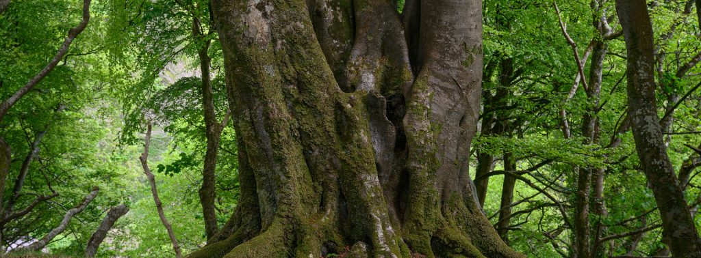 Ancient Beech, Mull