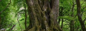 Ancient Beech, Mull
