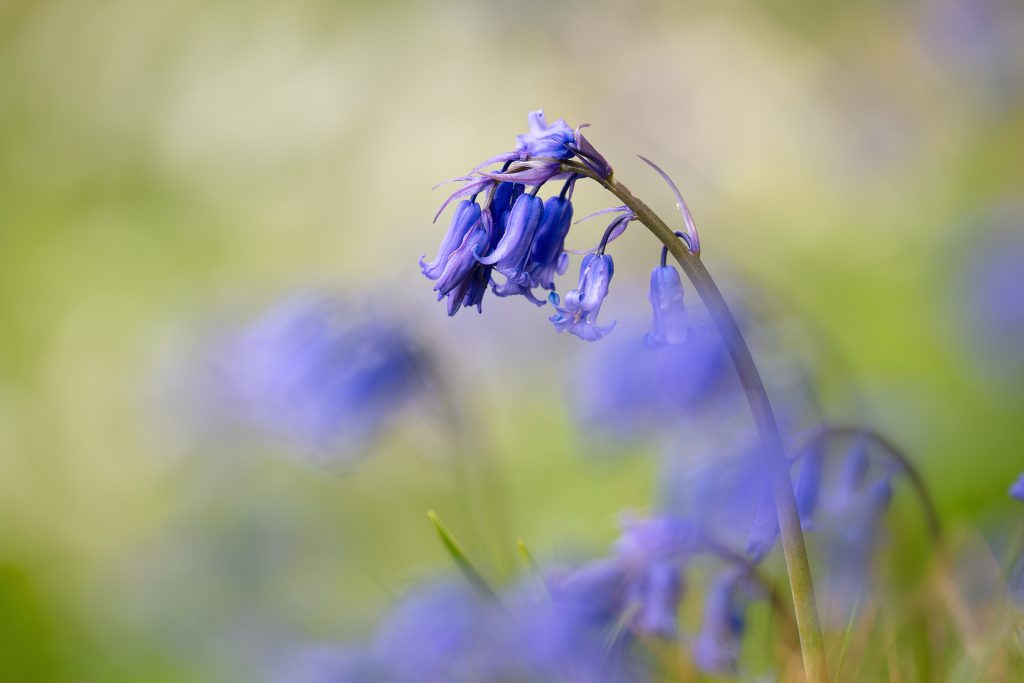 Arran Bluebell