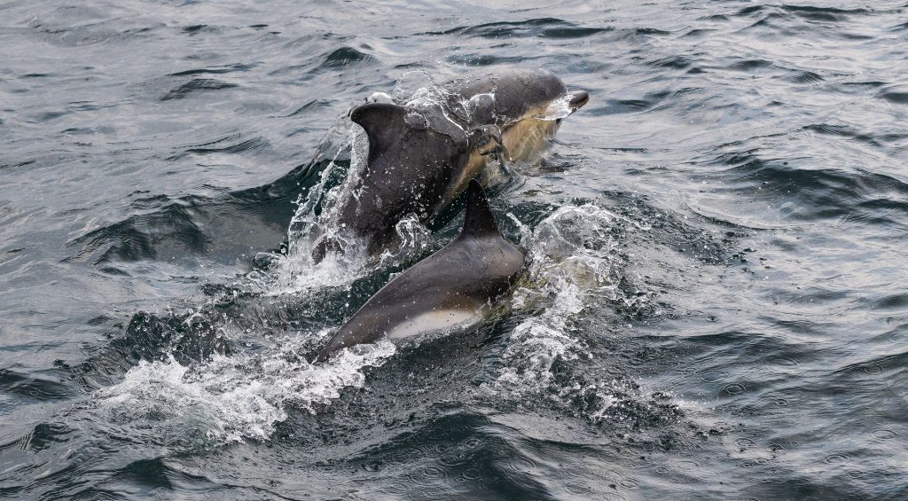 Dolphins Mull