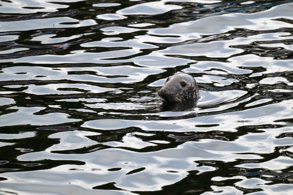 Gairloch harbour seal