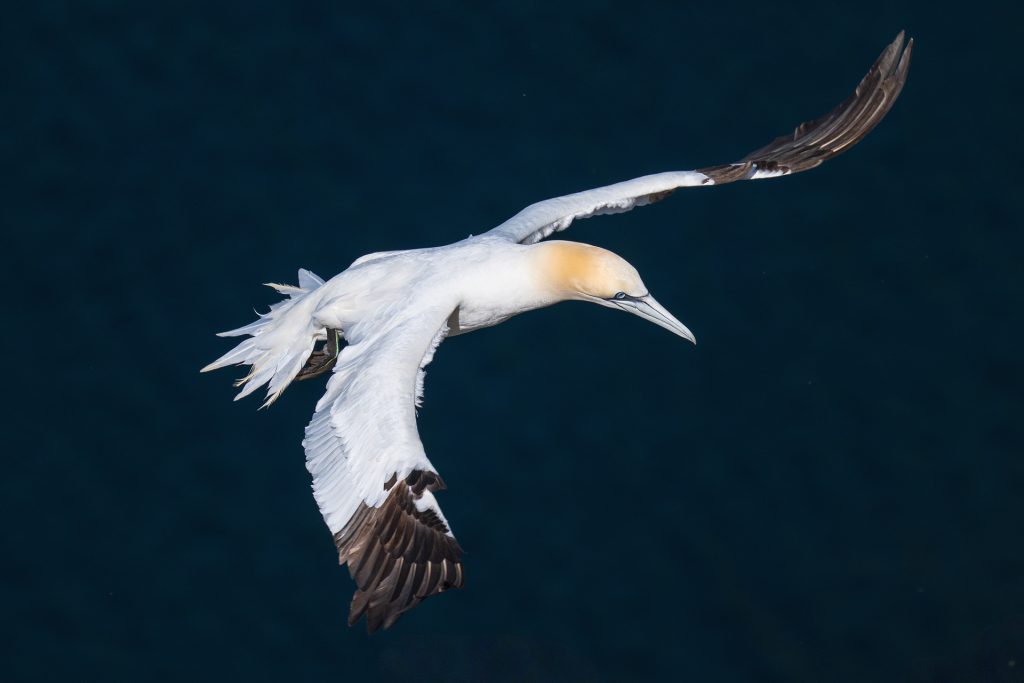 Gannet in flight