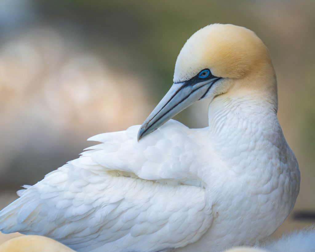 Gannet portrait, Hermaness