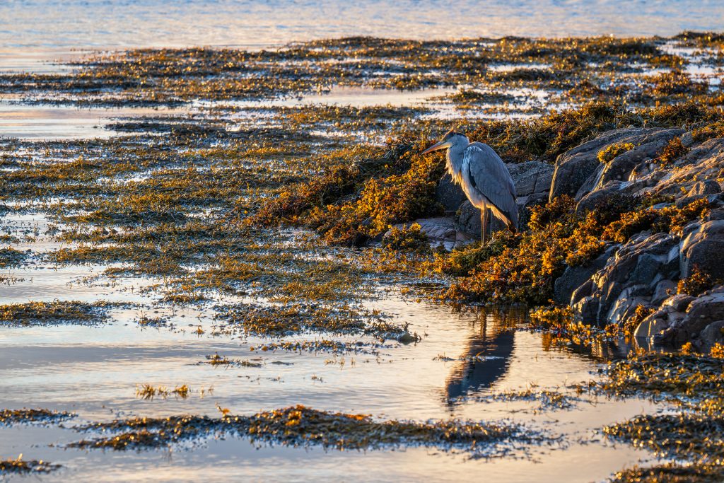 Heron in evening light, Arisaig