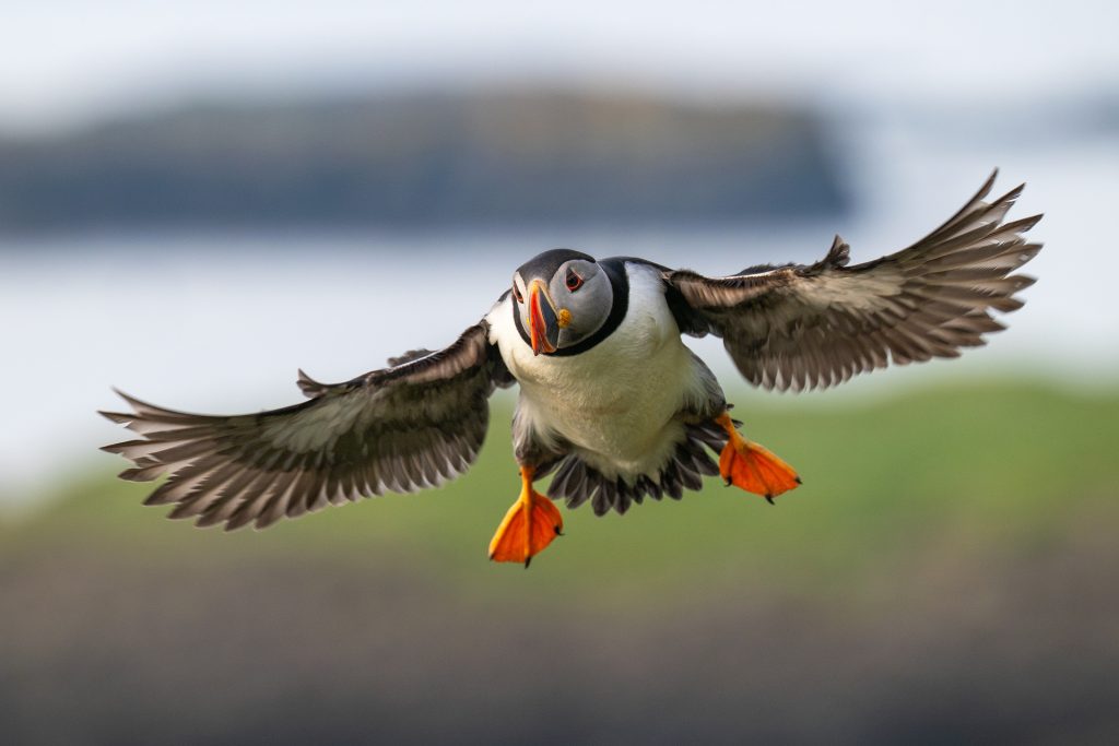 Landing Puffin, Lunga