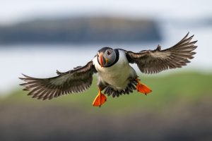 Landing Puffin, Lunga