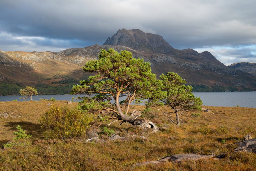 Loch Maree Pine &amp; Slioch