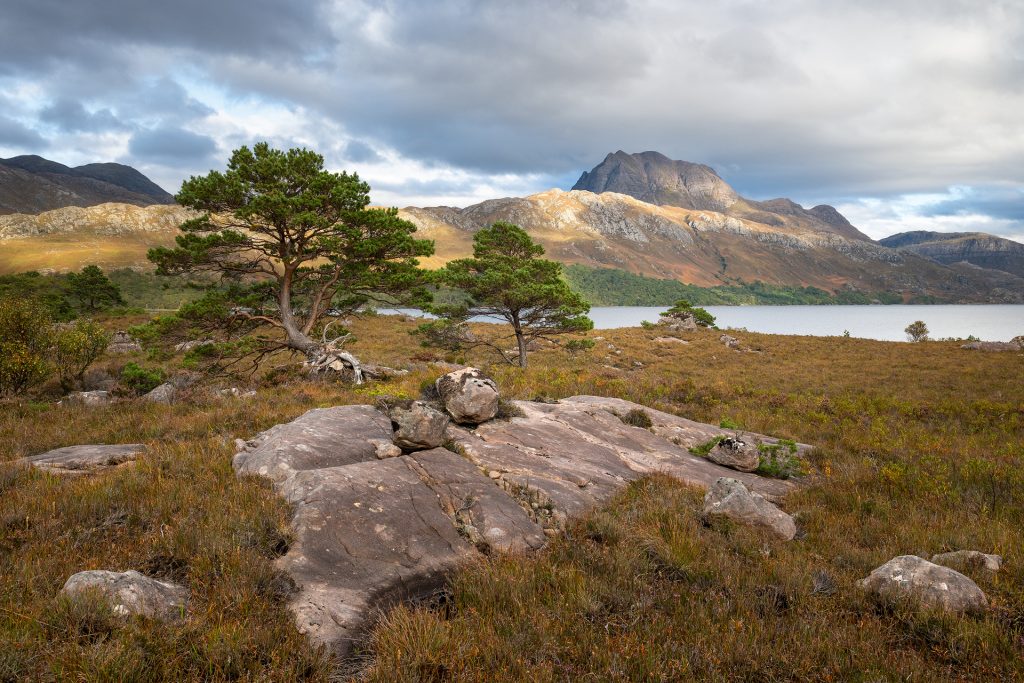 Loch Maree pines