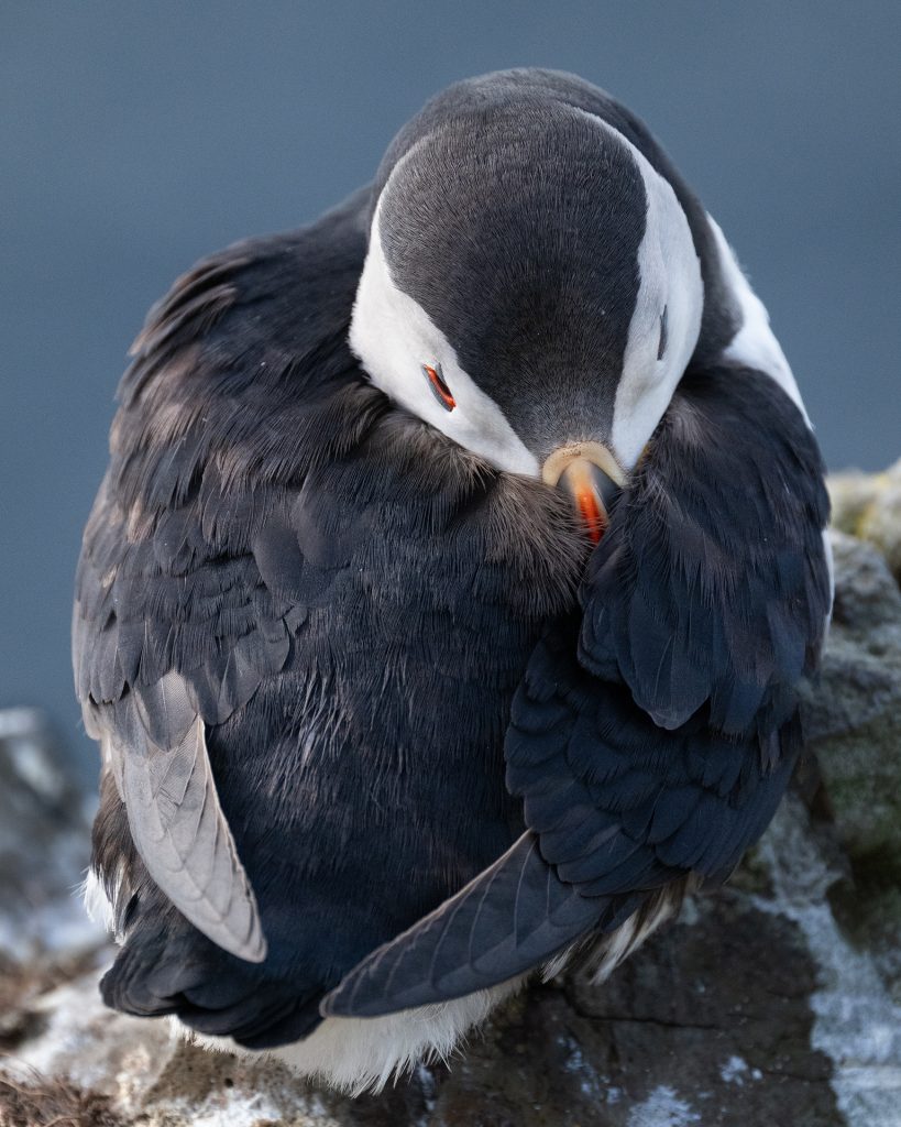 Resting Puffin