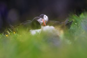 Puffins billing