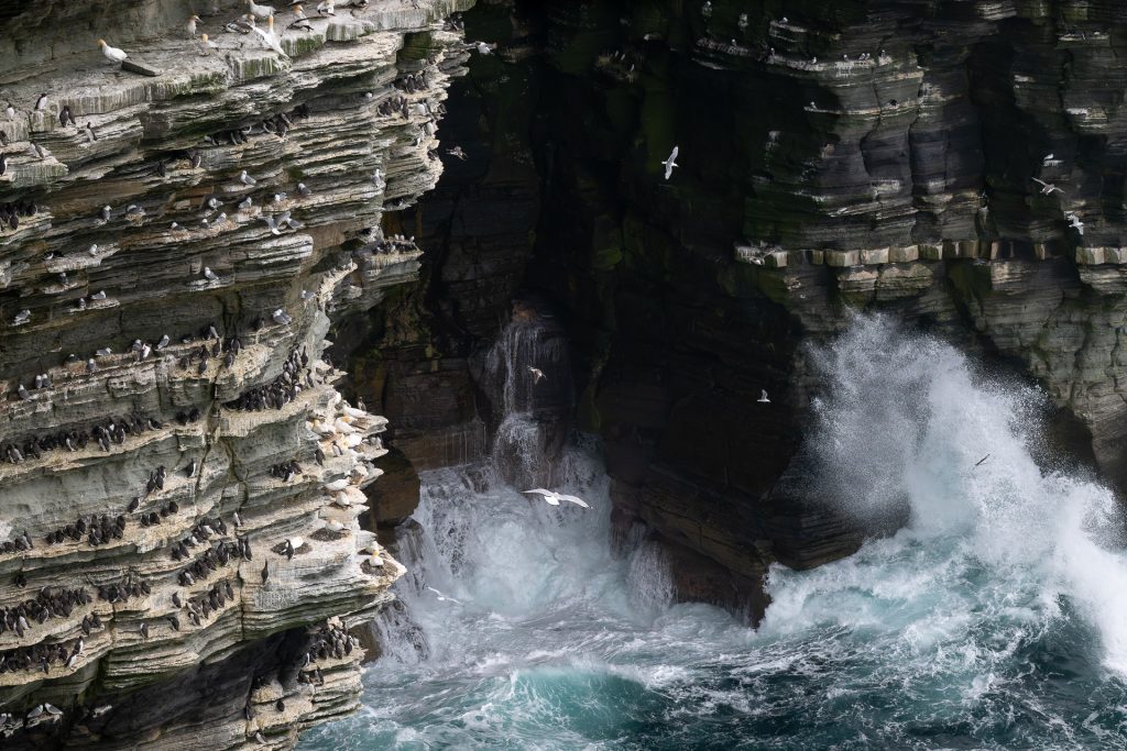 Vogelkolonien in den Klippen von Westray, Orkney