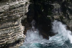Westray Klippen Orkney