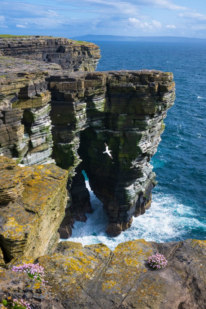 Noup Head Cliffs & Gannet