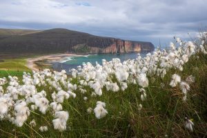 Rackwick bay with bog cotton on Hoy, Orkney Fotoreise